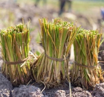 Vetiver Grass Bundles