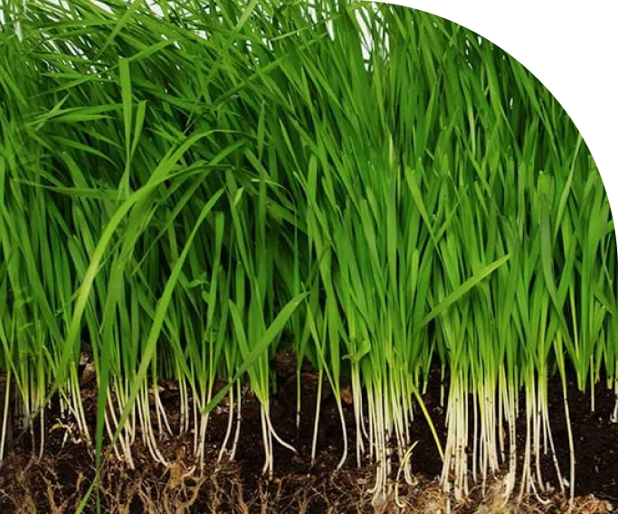 Vetiver farming